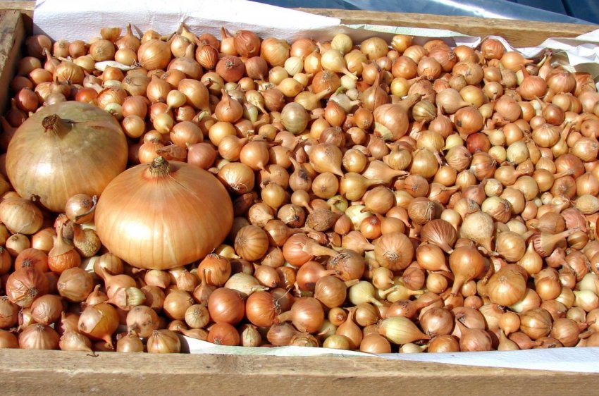 Цибулю-сіянку