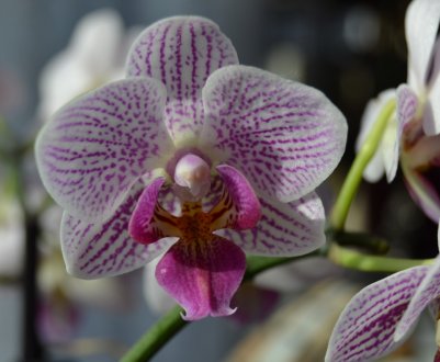 Як розмножити орхідею живцями в домашніх умовах