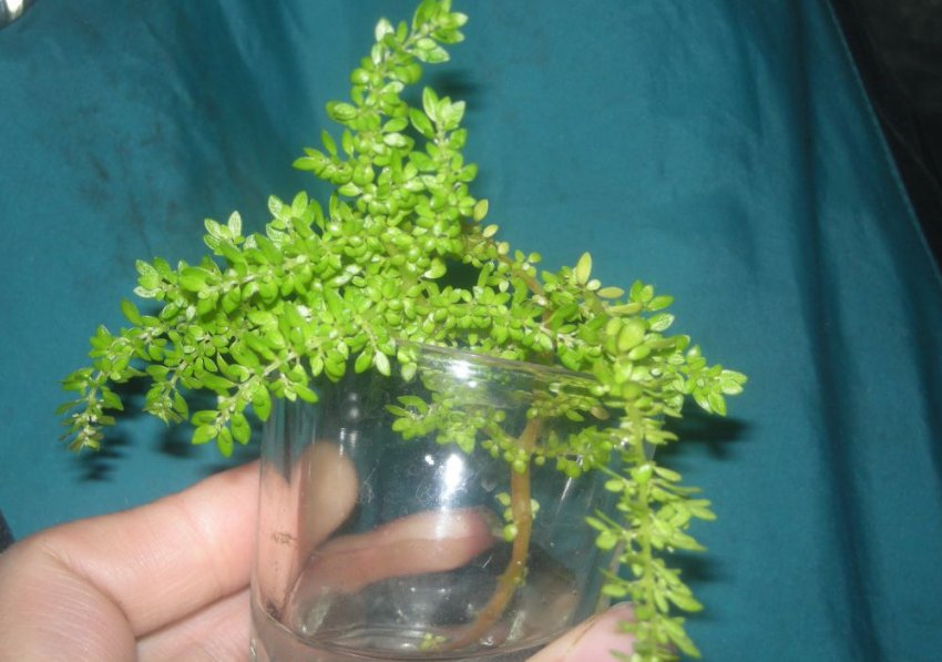 Розмноження пілеі мелколистной Розмноження пілеі мелколистной