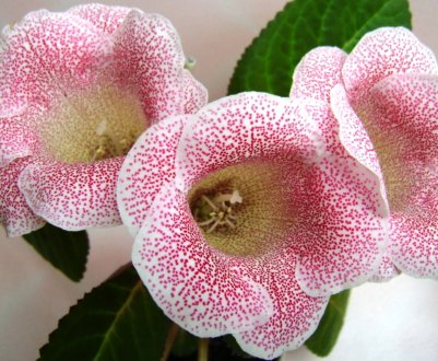 Хвороби глоксинії і способи їх лікування