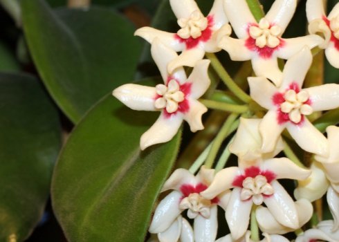 Чому не цвіте хойя і що при цьому робити в домашніх умовах