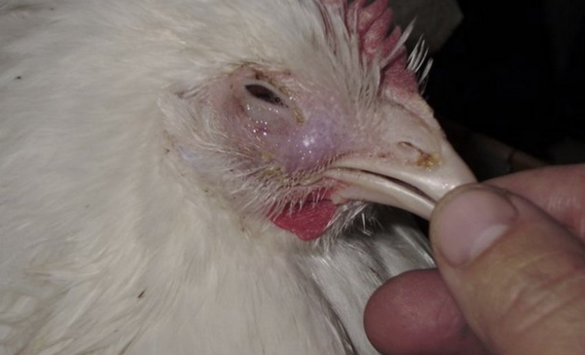 Бронхопневмонія у курей
