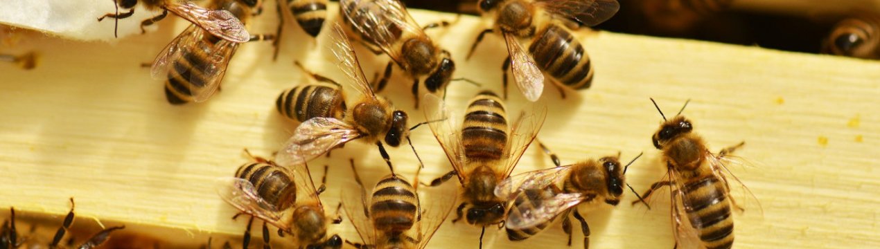 Інструкція по застосуванню препарату «Бисанар» для лікування хвороб бджіл