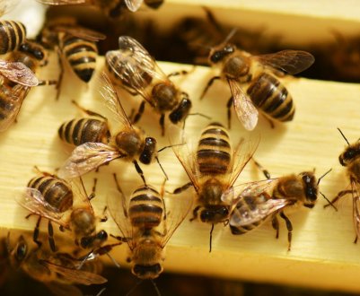 Інструкція по застосуванню препарату «Бисанар» для лікування хвороб бджіл