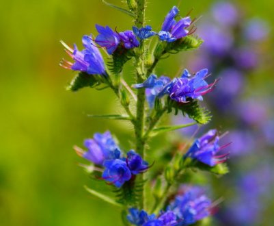 Синяк звичайний: характеристика і корисні властивості рослини