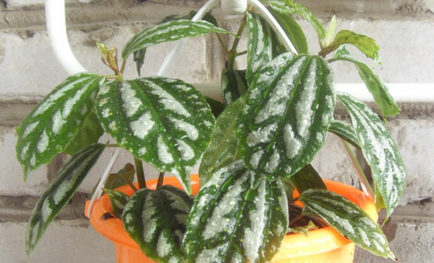 Пілея Кадье