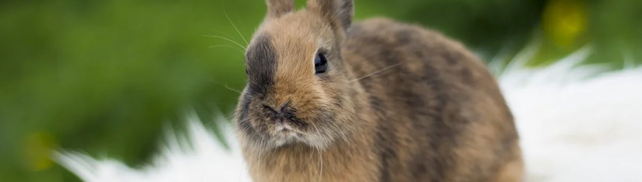 Кролик карликовый: содержание и уход в домашних условиях