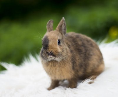 Кролик карликовий: утримання та догляд у домашніх умовах