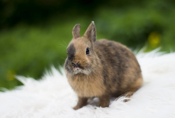 Карликовый кролик: фото, уход и содержание в домашних условиях, отзывы. Размеры, виды карликовых кроликов. Сколько живут карликовые кролики?