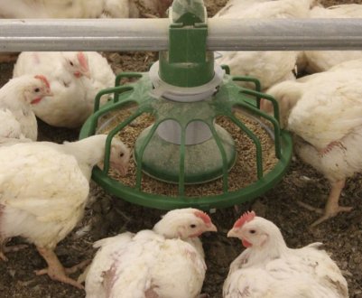 Порода курей КОББ-500: опис, особливості змісту та догляду