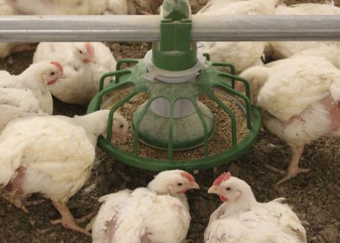 Порода курей КОББ-500: опис, особливості змісту та догляду