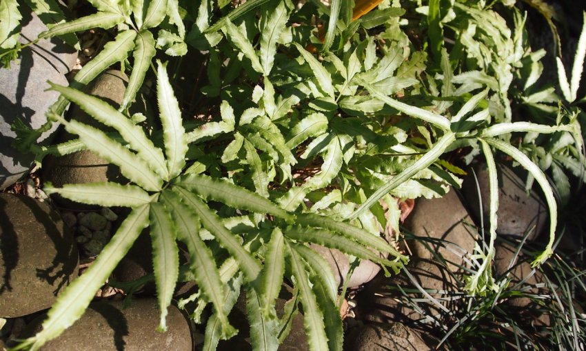 Albo-lineata Albo-lineata