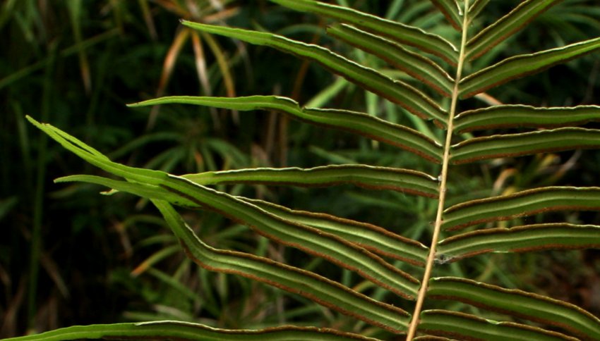 Pteris longifolia Pteris longifolia
