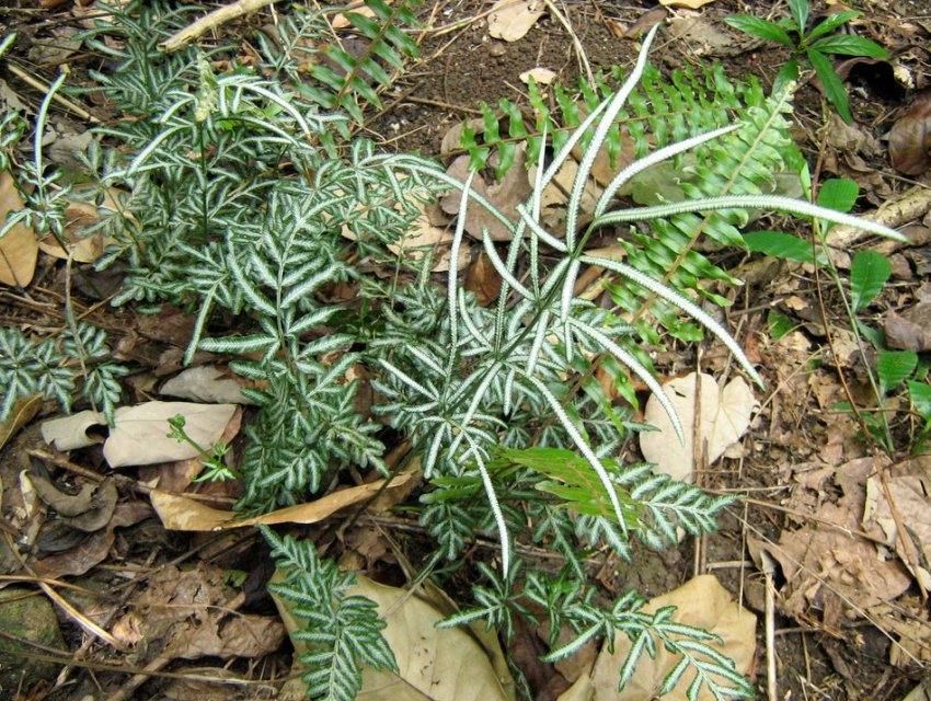 Victoriae Victoriae