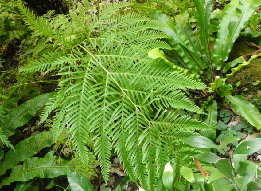 Pteris tremula Pteris tremula