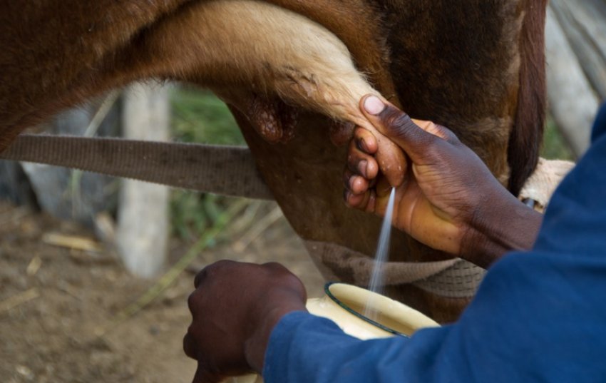 Доїння корови Доїння корови