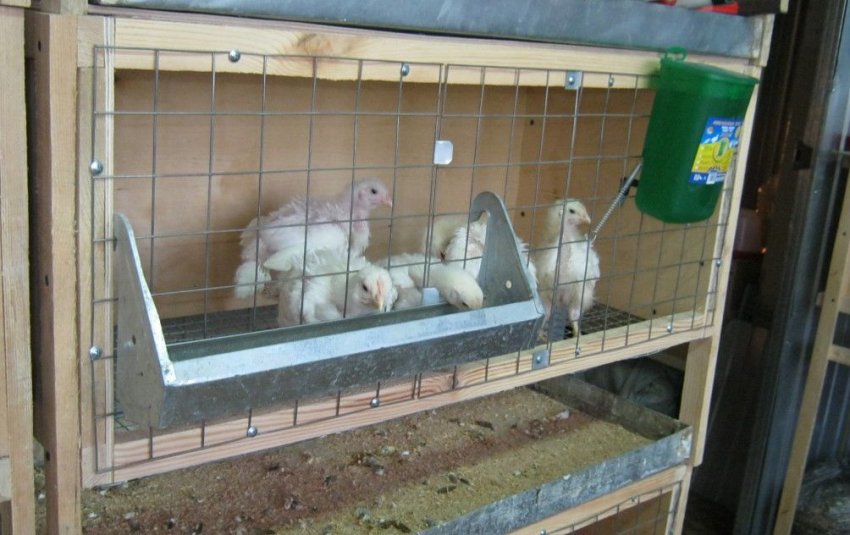 Облаштування клітин для вирощування курчат