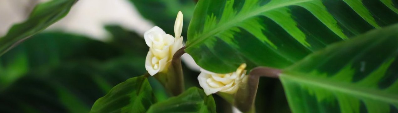 Як доглядати за калатеей Варшевича в домашніх умовах