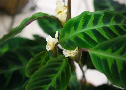 Як доглядати за калатеей Варшевича в домашніх умовах