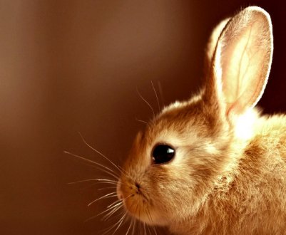 Чому кролик нічого не їсть і не п'є?