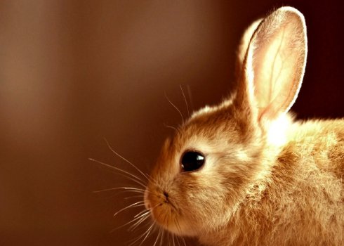 Чому кролик нічого не їсть і не п'є?