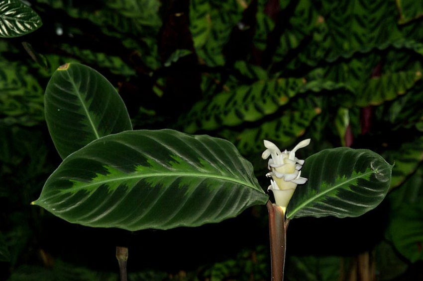 Калатея Варшевича