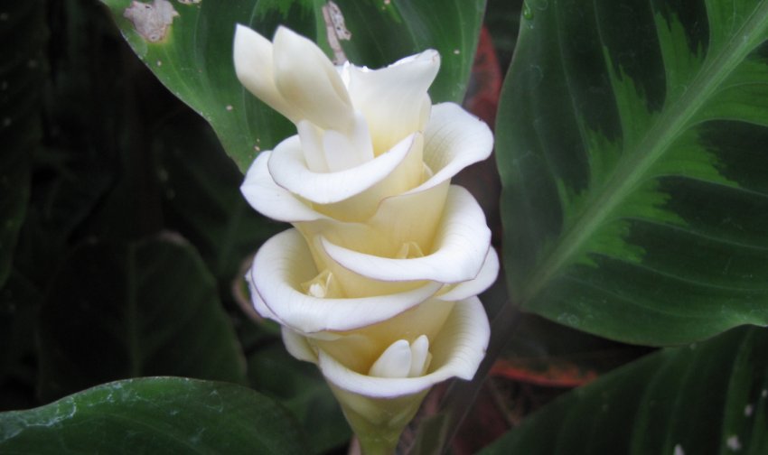 Калатея Варшевича