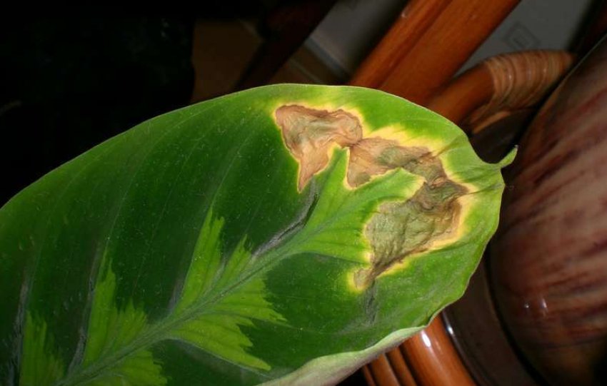 Коричневі плями