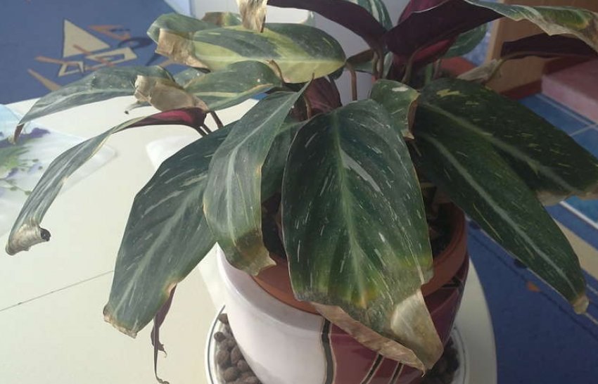 Листя всихають і скручуються в трубочку