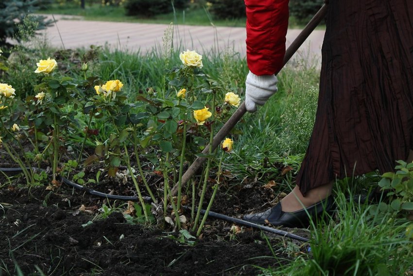 Розпушування і прополка