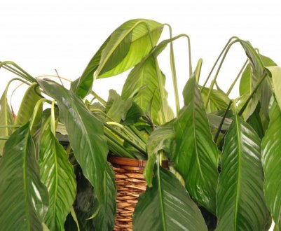 Чому у спатифиллума в'януть листя, і що при цьому робити?