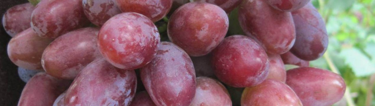 Виноград Венус Описание Сорта Фото Отзывы Виноград Венус Описание Сорта Фото Отзывы