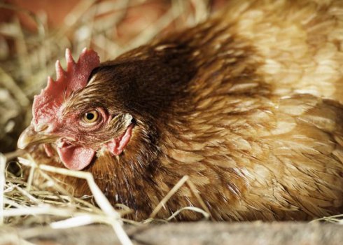 Що робити, щоб кури неслися взимку?