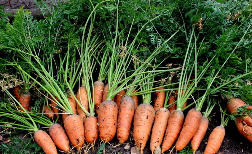 Сбор и хранение урожая моркови