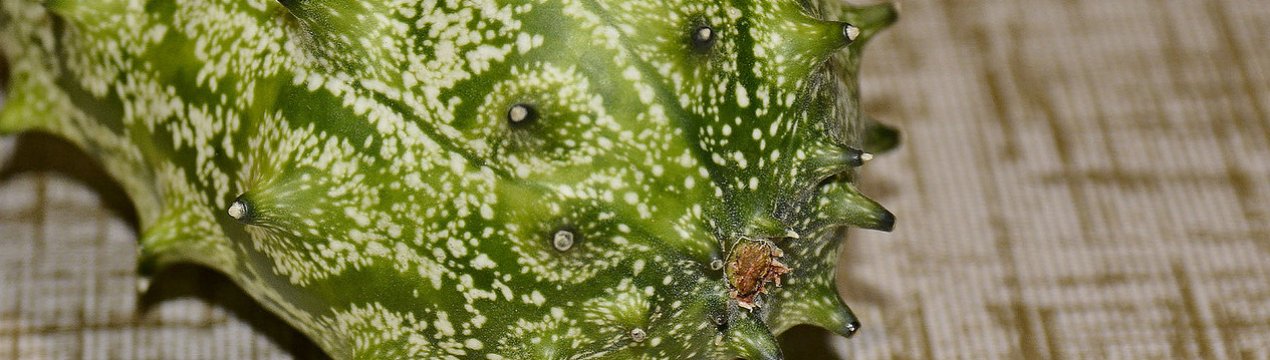 Огірок Ангурія Антільський: опис сорту, як вирощувати і доглядати