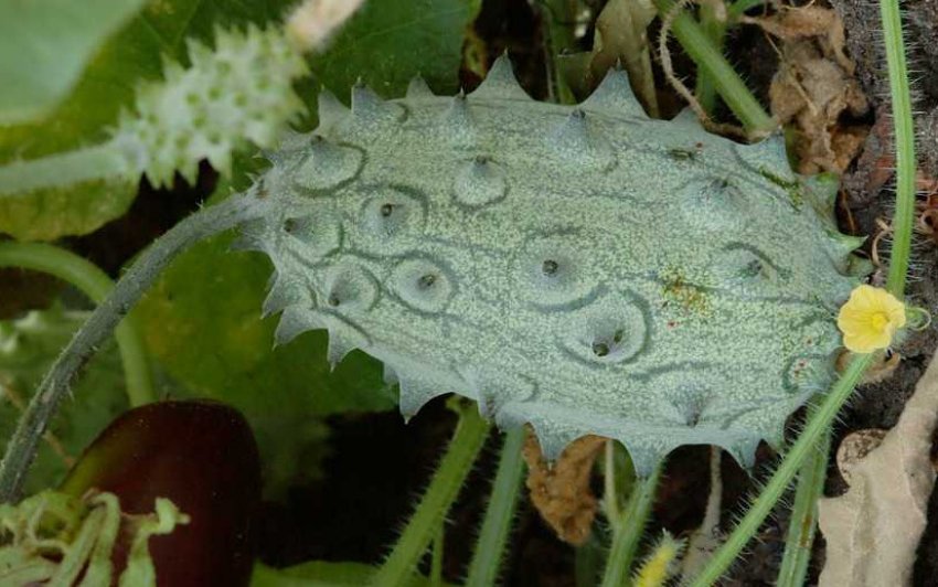 Ангурія антильская