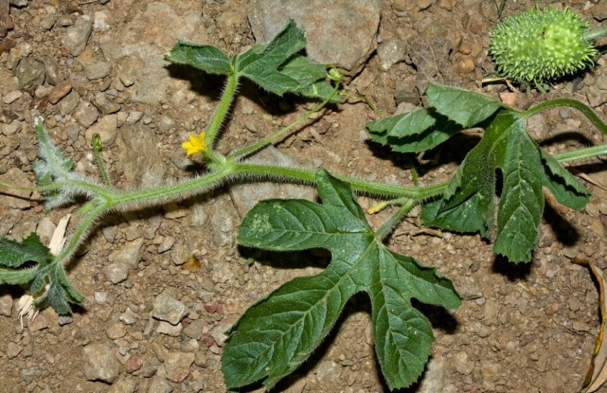 Висадка розсади огірків Ангурія