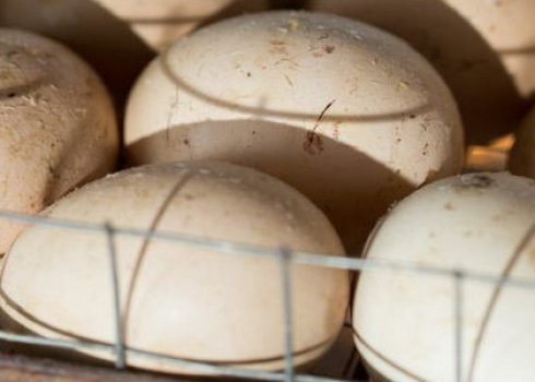 Як вимірювати і регулювати вологість в інкубаторі