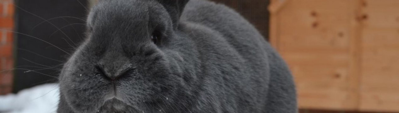 Кролики породи віденський блакитний: опис і характеристика