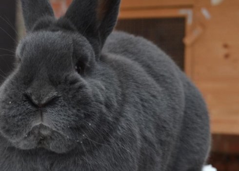 Кролики породи віденський блакитний: опис і характеристика