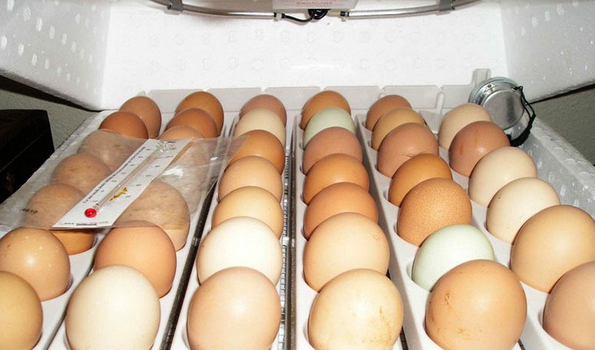 Какие яйца нужны для инкубатора куриные. Инкубационное яйцо в инкубаторе. Куриные яйца в инкубаторе. Инкубация куриных яицяиц. Инкубационное яйцо кур инкубация.