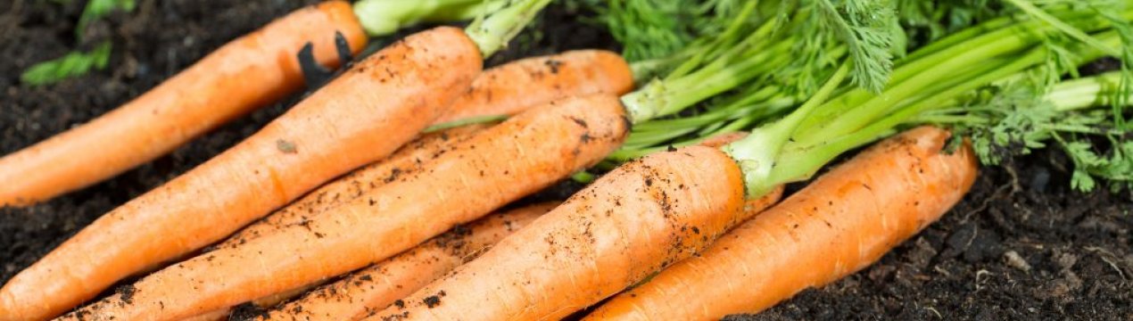 Морква Самсон: опис та характеристика сорту