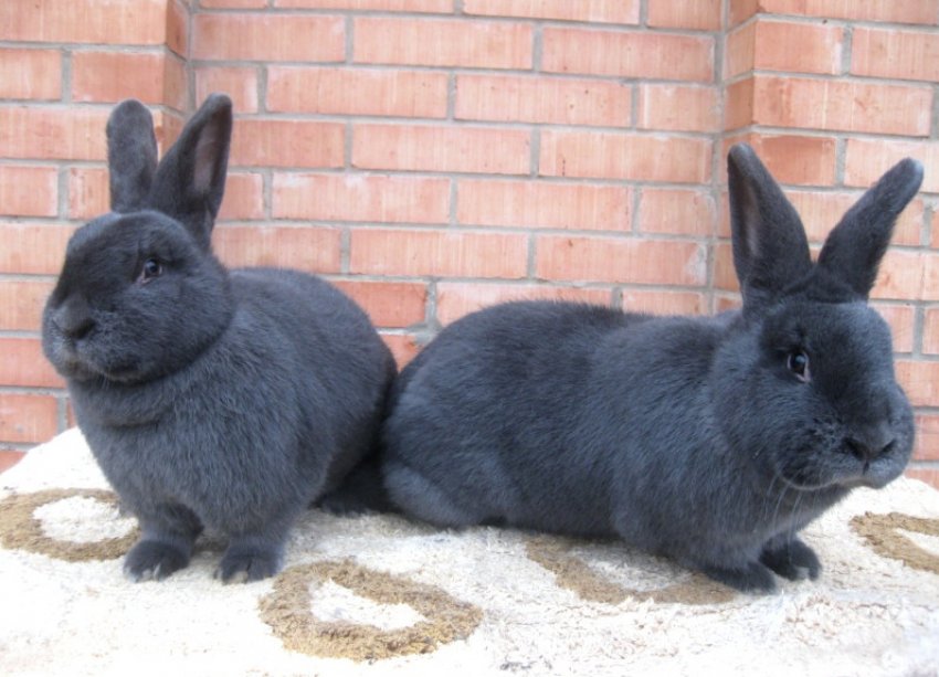 Кролики породи віденський блакитний Кролики породи віденський блакитний