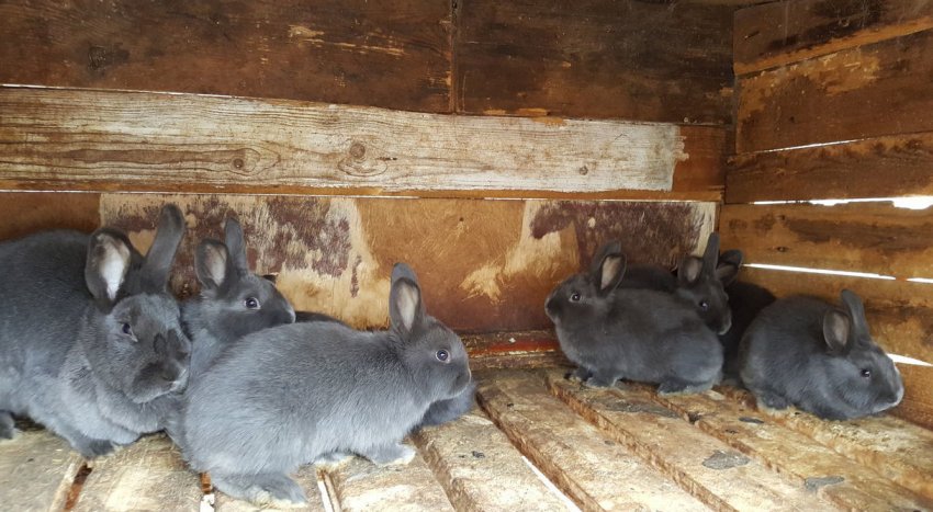 Утримання віденських блакитних кроликів Утримання віденських блакитних кроликів