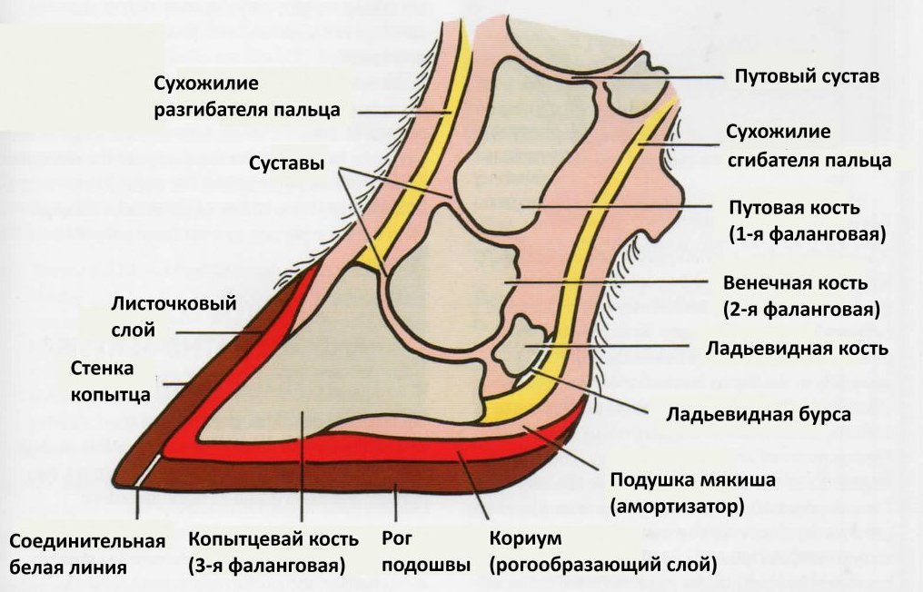 Копыто коровы рисунок