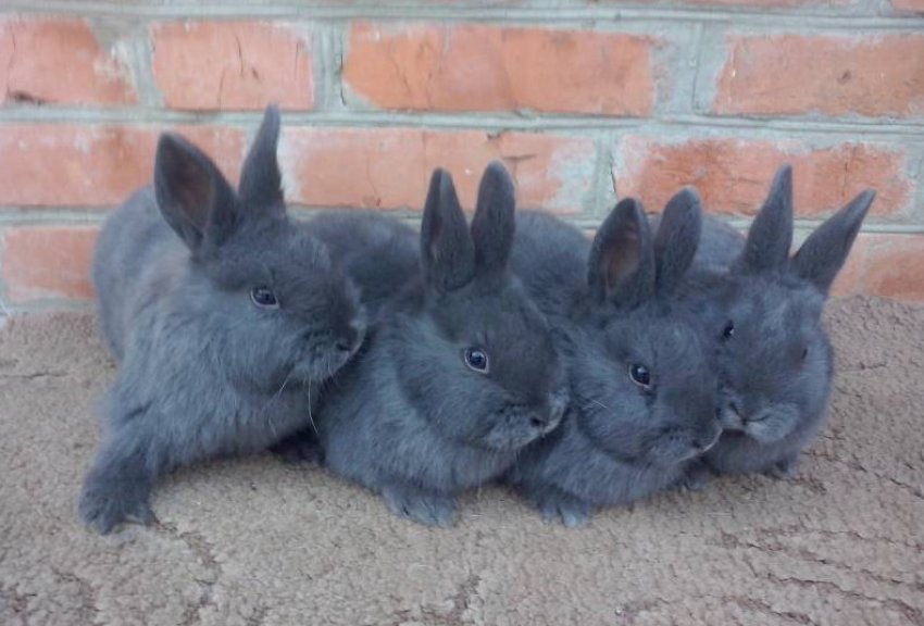 Догляд за кроленятами Догляд за кроленятами