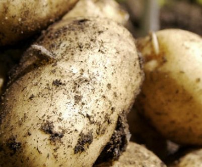 Методи пророщування картоплі перед посадкою