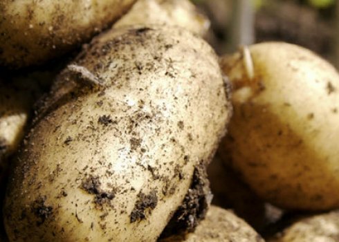Методы проращивания картофеля перед посадкой