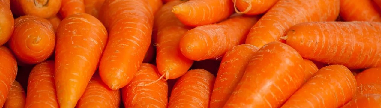 Характеристика моркови сорта Каротель