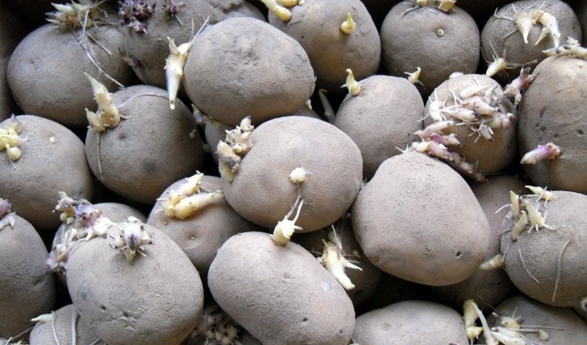 Пророщування картоплі